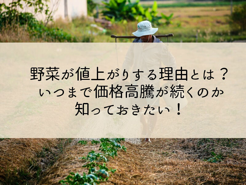 野菜が値上がりする理由とは？いつまで価格高騰が続くのか知っておきたい！