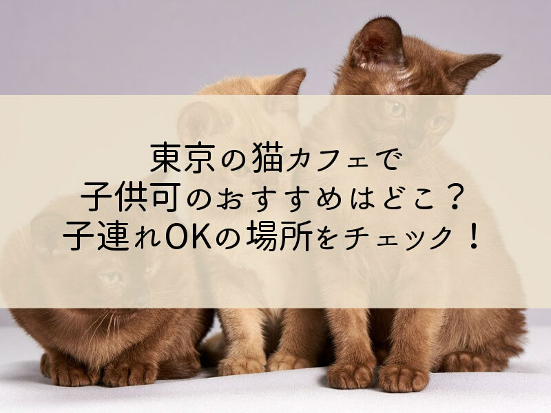 東京の猫カフェで子供可のおすすめはどこ？子連れOKの場所をチェック！